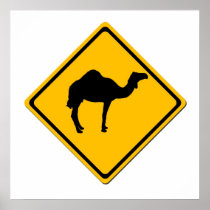 Camel Crossing Poster