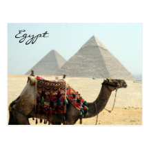 camel egypt pyramid post card