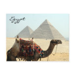 camel egypt pyramid postcards