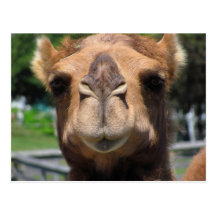 Camel Face Post Card