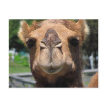 Camel Face Post Card