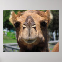 Camel Face Poster