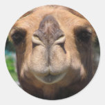 Camel Face Round Sticker