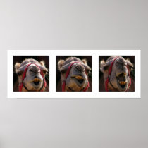 Camel Faces