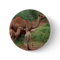 Camel Family Pins