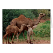Camel Family Greeting Cards