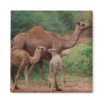 Camel Family Fridge Magnets