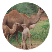 Camel Family Sticker