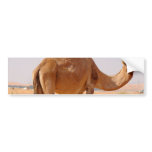 Camel for Arabs Bumper Sticker bumper stickers