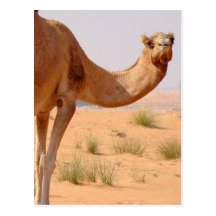 Camel for Arabs Postcard