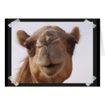 Camel Greeting Card