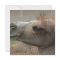 Camel Head  Invitations