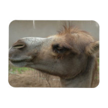 Camel Head  Premium Magnet