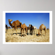 Camel herd print