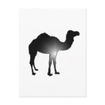 Camel illusion