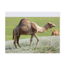 Camel in a green blossoming field post card