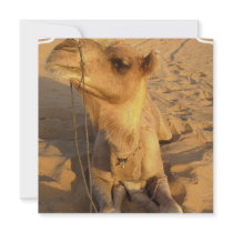 Camel in Desert Invitations