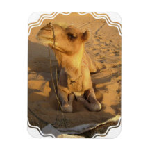 Camel in Desert Magnet