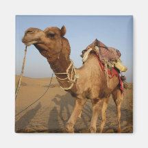 Camel in Rajasthan Fridge Magnet