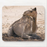 Camel in the Shade Mouse Pad