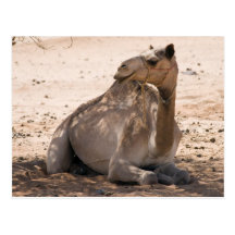 Camel in the Shade Post Card