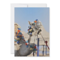 Camel Personalized Announcement