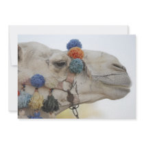 Camel Invites