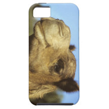Camel iPhone 5 Covers