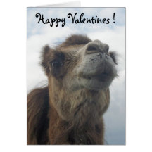 Camel kiss greeting cards