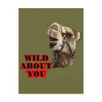 Camel Lover