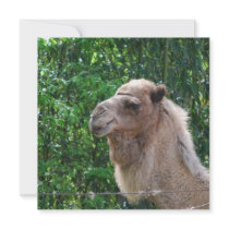 Camel Photo Design Invitations