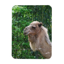 Camel Photo Design  Magnet
