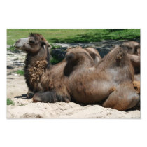 Camel Photo