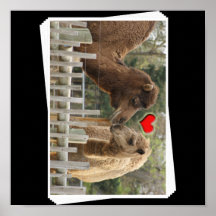 Camel Photograph - Caught in a Kiss Poster
