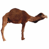 Camel Photosculpture