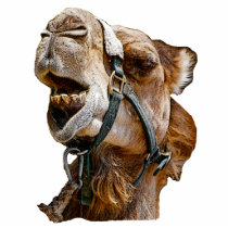Camel Picture Photo Sculpture