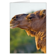 Camel Portrait Cards