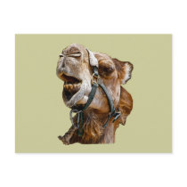 Camel Postcard