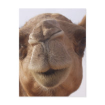 Camel Postcard