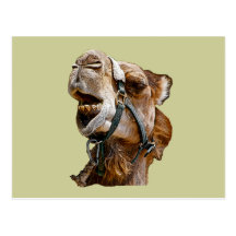 Camel Postcard