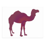 Camel Prestige Post Card