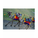 Camel Races t-shirts