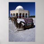 Camel resting in front of dome, Monastir, Tunisia Posters