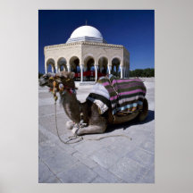 Camel resting in front of dome, Monastir, Tunisia Posters