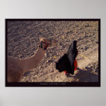 Camel-ride in Egypt posters