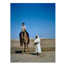 Camel rides at the Dead Sea Post Cards