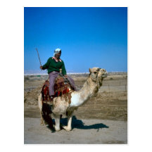Camel rides at the Dead Sea Postcards