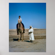 Camel rides at the Dead Sea Print