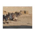 Camel Sitting - Customised postcards
