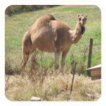 Camel Sticker
